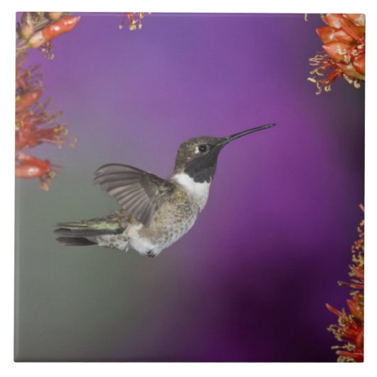 Carreau Colibri, Archilochus alexandri, (Devant)