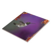 Carreau Colibri, Archilochus alexandri, (Côté)