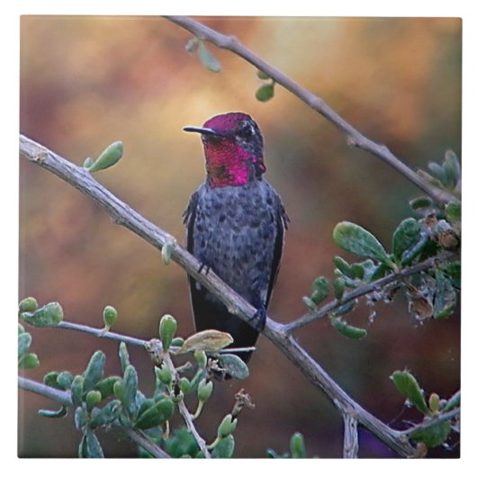 Carreau Colibri au coucher du soleil (Devant)