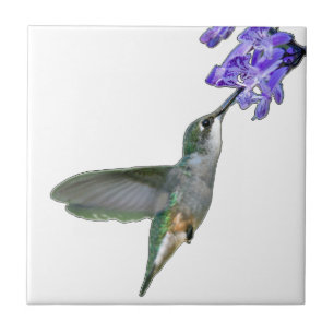 Carreau Colibri avec Mona Lavender