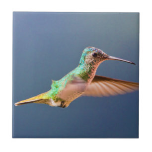 Carreau Colibri coupé la queue d'or de saphir en vol