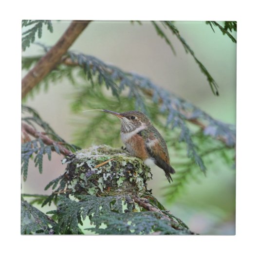 Carreau Colibri de bébé collant sa langue (Devant)