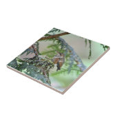 Carreau Colibri de bébé collant sa langue (Côté)