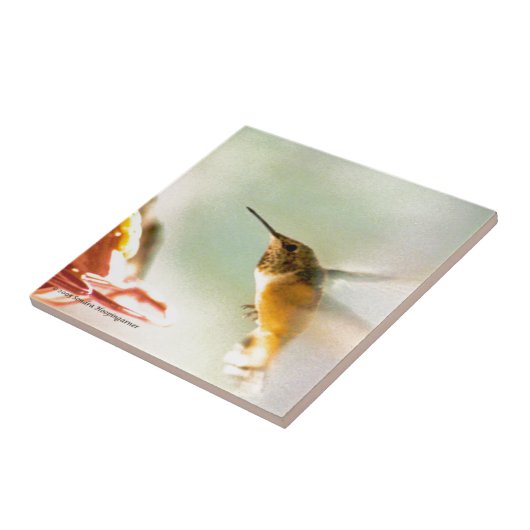 Carreau Colibri de Rufus (Côté)