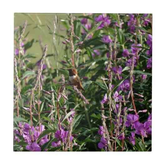 Carreau Colibri en pourpre (Devant)