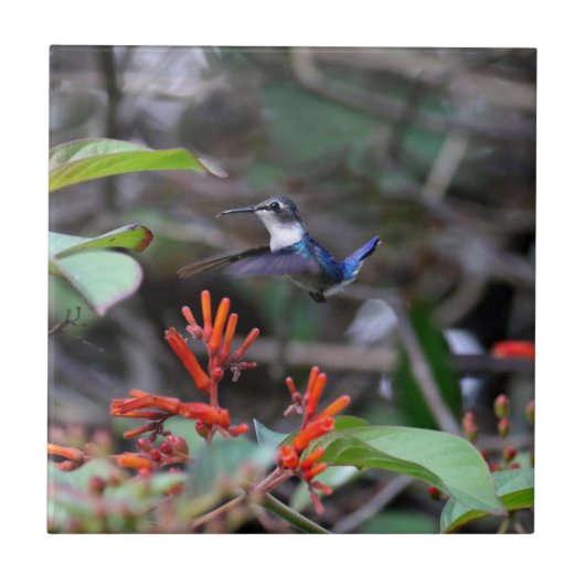 Carreau Colibri en vol et fleurs rouges (Devant)