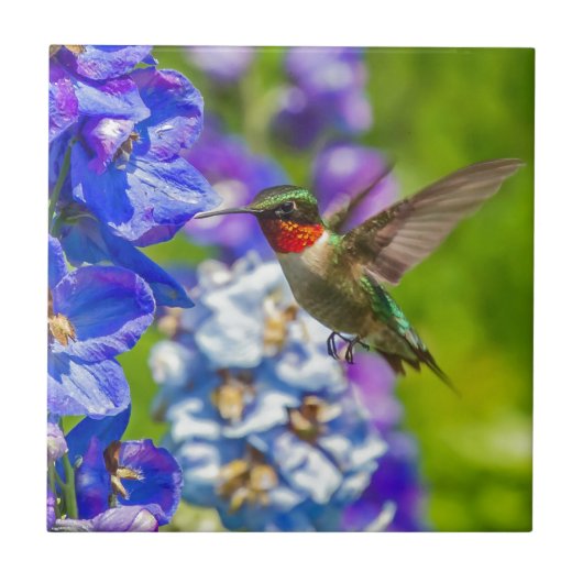 Carreau Colibri Et Delphinium (Devant)