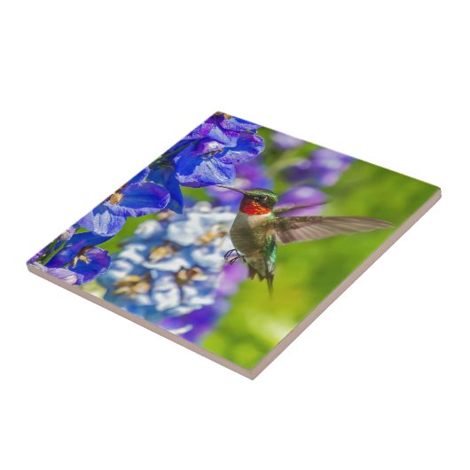 Carreau Colibri Et Delphinium (Côté)