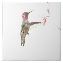 Colibri et simple Fleur