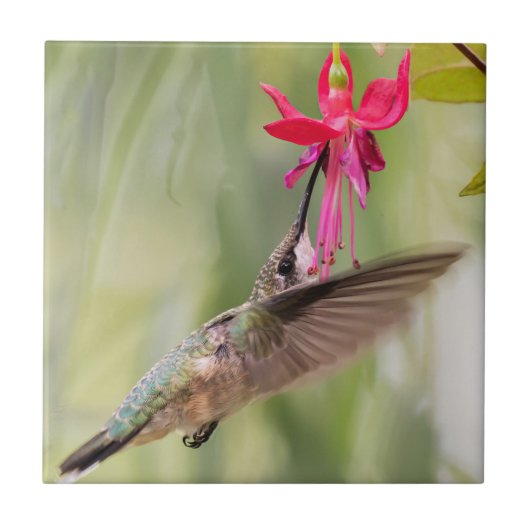 Carreau Colibri favori Fuchsia (Devant)