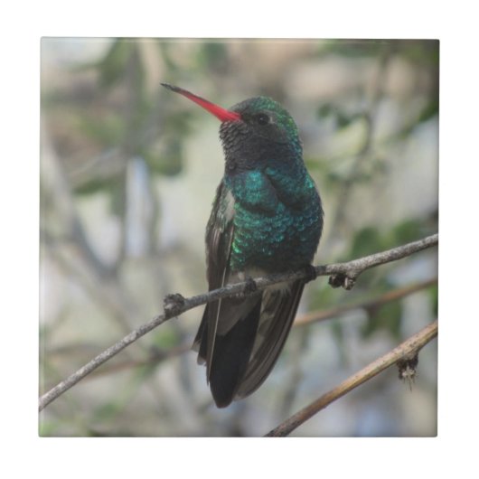 Carreau colibri Large-affiché (Devant)