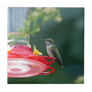 Carreau Colibri perché