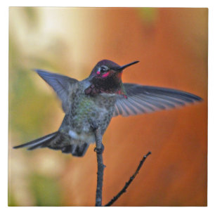 Carreau Colibri planant