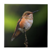 Carreau Colibri roux mignon sur arbre fruitier (Devant)