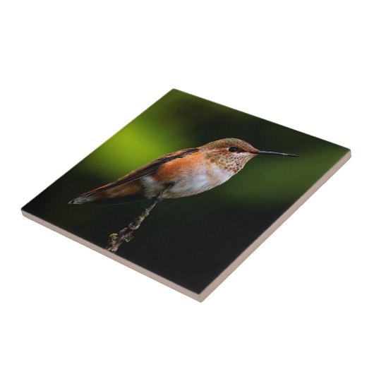 Carreau Colibri roux mignon sur arbre fruitier (Côté)
