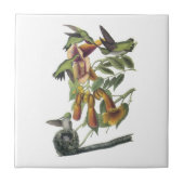 Carreau colibri Rubis-throated par Audubon (Devant)