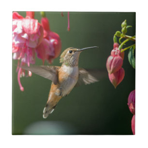 Carreau Colibri Rufous alimentant sur un fuchsia