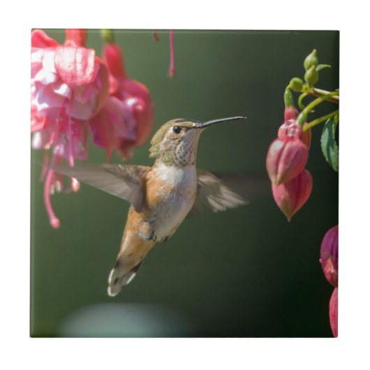 Carreau Colibri Rufous alimentant sur un fuchsia (Devant)
