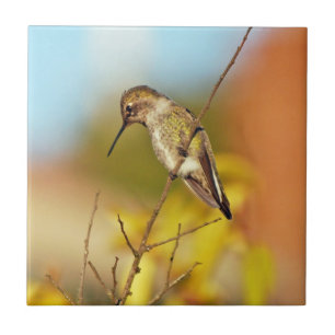 Carreau Colibri sur la branche