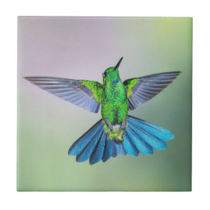 Carreau Colibri vert et bleu