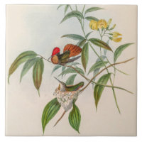 Colibris vintage par John Gould