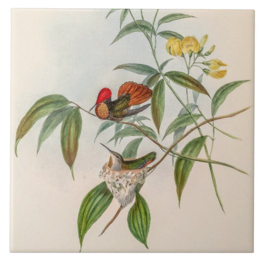 Carreau Colibris vintage par John Gould (Devant)