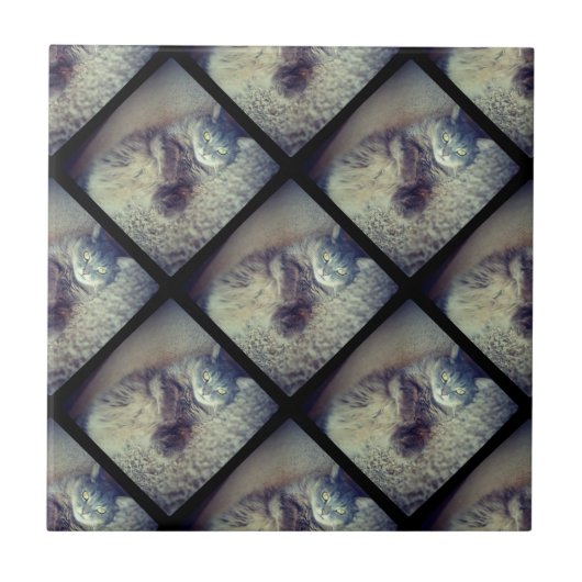 Carreau Collage de chats par Shirley Taylor (Devant)