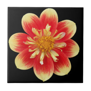 Carreau Collarette orange et jaune Dahlia Floral