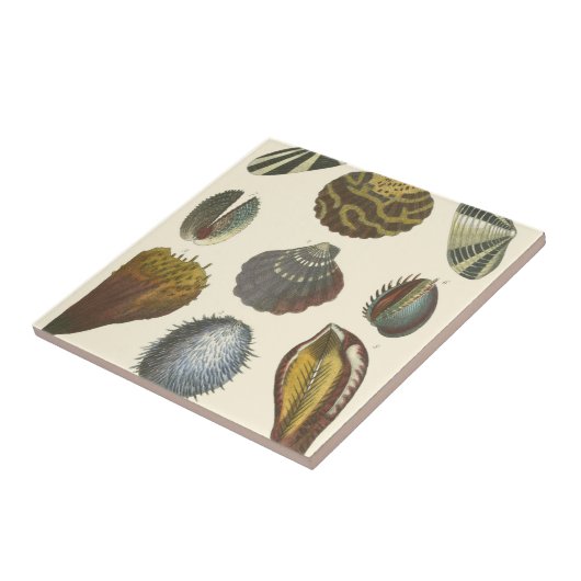 Carreau Collection Conchology (Côté)