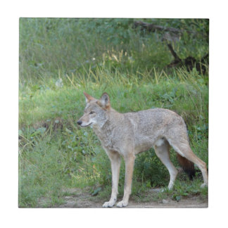 Carreau Collection Coyote