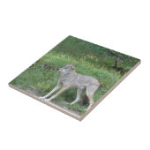 Carreau Collection Coyote (Côté)