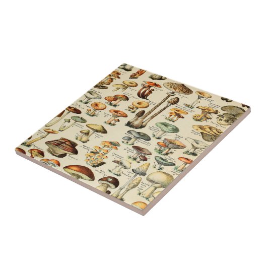 Carreau Collection de champignons    (Côté)