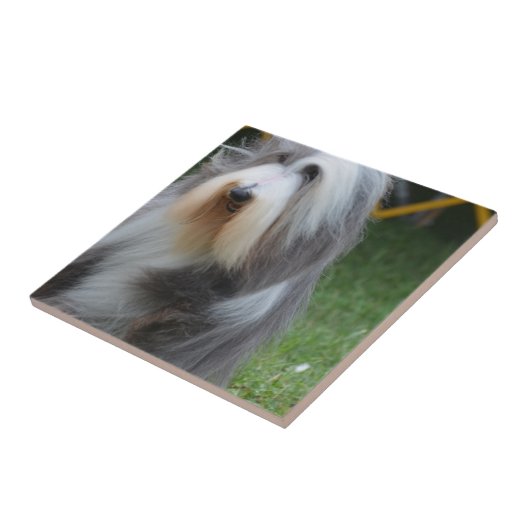 Carreau Colley barbu mignon (Côté)