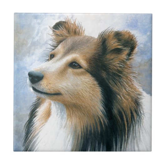 Carreau Colley de Sheltie du chien 122 (Devant)