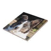 CARREAU COLLIE FRONTALIÈRE (Côté)