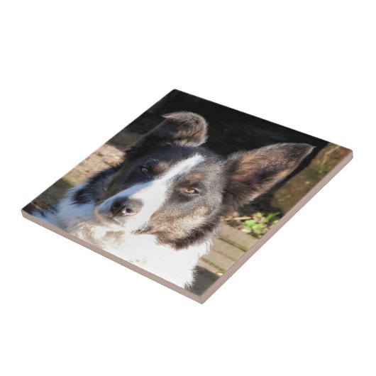 CARREAU COLLIE FRONTALIÈRE (Côté)