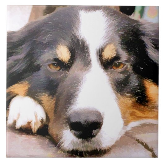 CARREAU COLLIE FRONTALIÈRE (Devant)