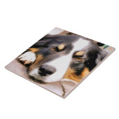 CARREAU COLLIE FRONTALIÈRE (Côté)