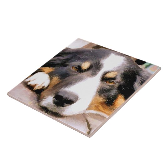 CARREAU COLLIE FRONTALIÈRE (Côté)