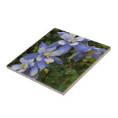 Carreau Colorado Blue Columbine près de Telluride Colorado (Côté)