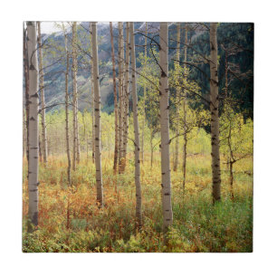 Carreau Colorado, Couleurs d'automne des trembles