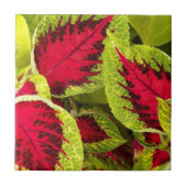 Carreau Coloré Coleus Feuille Floral (Devant)