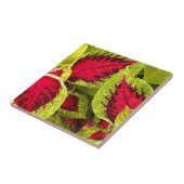 Carreau Coloré Coleus Feuille Floral (Côté)