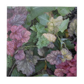 Carreau Colorful Heuchera Plante Feuille Botanique (Devant)