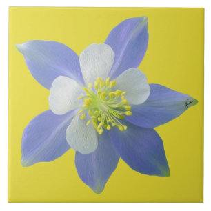 Carreau Columbine 2