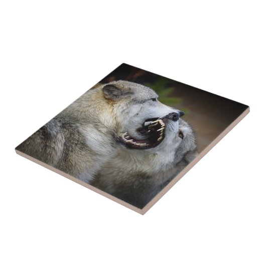 Carreau Combat de loup (Côté)