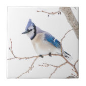 Carreau Comté de Wichita, Texas. Blue Jay (Devant)