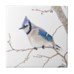 Carreau Comté de Wichita, Texas. Blue Jay
