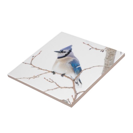 Carreau Comté de Wichita, Texas. Blue Jay (Côté)