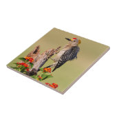 Carreau Comté d'Hidalgo, Texas. Pic à tête dorée (Côté)